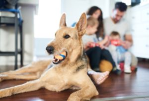 Pets Impacting Indoor Air